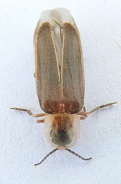 Microphotus fragilis by (c) jimeckert49, some rights reserved (CC BY). Used under a CC-BY license.