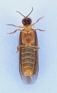 Microphotus fragilis by (c) jimeckert49, some rights reserved (CC BY). Used under a CC-BY license.