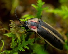 Photinus carolinus by (c) Zachary Dankowicz, some rights reserved (CC BY), uploaded by Zachary Dankowicz. Used under a CC-BY license.