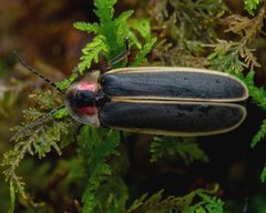 Photinus carolinus by (c) Zachary Dankowicz, some rights reserved (CC BY), uploaded by Zachary Dankowicz. Used under a CC-BY license.