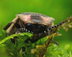 Photinus carolinus by (c) Zachary Dankowicz, some rights reserved (CC BY), uploaded by Zachary Dankowicz. Used under a CC-BY license.
