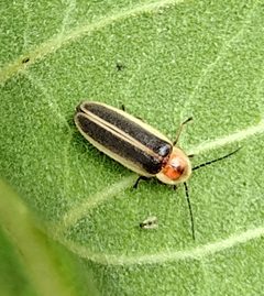 Photinus curtatus by no rights reserved, uploaded by Christian Jacobs. Used under a CC0 license.