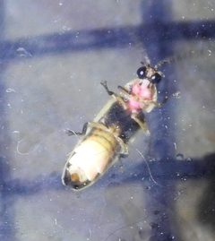 Photinus sabulosus by (c) Anna Hess, some rights reserved (CC BY), uploaded by Anna Hess. Used under a CC-BY license.