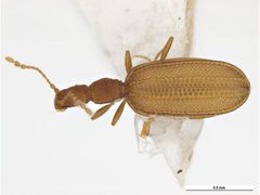Adistemia watsoni by (c) Clare McLellan, Museum Victoria, some rights reserved (CC BY). Used under a CC-BY license.