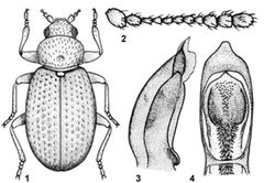 Corticarina by (c) https://doi.org/10.3897/zookeys.786.26553, some rights reserved (CC BY). Used under a CC-BY license.