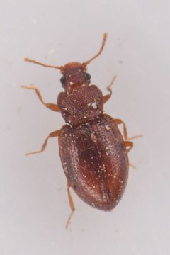 Enicmus cordatus by (c) Trevor Van Loon, some rights reserved (CC BY), uploaded by Trevor Van Loon. Used under a CC-BY license.