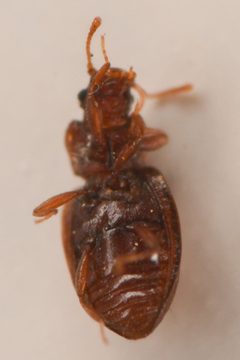 Enicmus cordatus by (c) Trevor Van Loon, some rights reserved (CC BY), uploaded by Trevor Van Loon. Used under a CC-BY license.