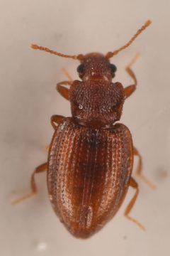 Enicmus cordatus by (c) Trevor Van Loon, some rights reserved (CC BY), uploaded by Trevor Van Loon. Used under a CC-BY license.