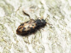 Enicmus maculatus by (c) Katja Schulz, some rights reserved (CC BY), uploaded by Katja Schulz. Used under a CC-BY license.