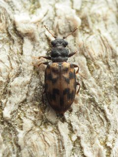 Enicmus maculatus by (c) Katja Schulz, some rights reserved (CC BY), uploaded by Katja Schulz. Used under a CC-BY license.