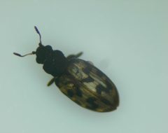 Enicmus maculatus by (c) Sean Golden, some rights reserved (CC BY), uploaded by Sean Golden. Used under a CC-BY license.