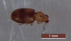 Melanophthalma picta by (c) Brendan O'Loughlin, some rights reserved (CC BY), uploaded by Brendan O'Loughlin. Used under a CC-BY license.