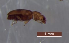 Melanophthalma picta by (c) Brendan O'Loughlin, some rights reserved (CC BY), uploaded by Brendan O'Loughlin. Used under a CC-BY license.