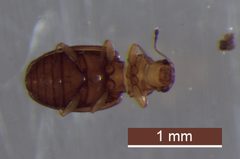 Melanophthalma picta by (c) Brendan O'Loughlin, some rights reserved (CC BY), uploaded by Brendan O'Loughlin. Used under a CC-BY license.