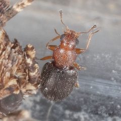 Melanophthalma simplex by (c) Victor Engel, some rights reserved (CC BY), uploaded by Victor Engel. Used under a CC-BY license.