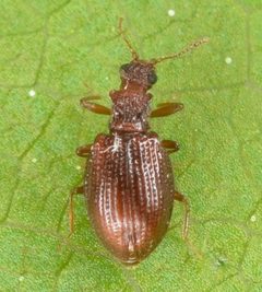 Stephostethus liratus by (c) skitterbug, some rights reserved (CC BY), uploaded by skitterbug. Used under a CC-BY license.