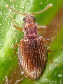 Stephostethus liratus by (c) Trevor Van Loon, some rights reserved (CC BY), uploaded by Trevor Van Loon. Used under a CC-BY license.