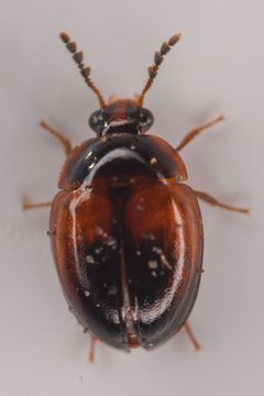 Anisotoma confusa by (c) Trevor Van Loon, some rights reserved (CC BY), uploaded by Trevor Van Loon. Used under a CC-BY license.