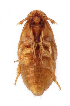 Platypsyllus castoris by (c) 
Stanislav Snäll, some rights reserved (CC BY). Used under a CC-BY license.