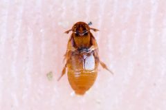 Platypsyllus castoris by (c) Owen Strickland, some rights reserved (CC BY), uploaded by Owen Strickland. Used under a CC-BY license.