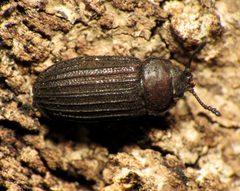 Grynocharis quadrilineata by (c) Katja Schulz, some rights reserved (CC BY). Used under a CC-BY license.