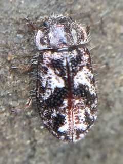 Lophocateridae by (c) Stephen Thorpe, some rights reserved (CC BY), uploaded by Stephen Thorpe. Used under a CC-BY license.