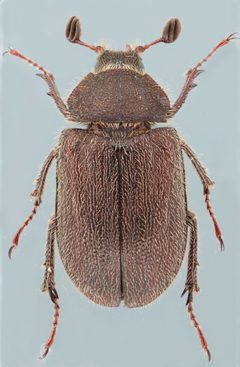 Nicagus obscurus by no rights reserved, uploaded by Nick Bédard. Used under a CC0 license.