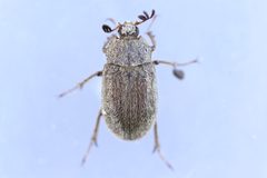 Nicagus obscurus by (c) Owen Strickland, some rights reserved (CC BY), uploaded by Owen Strickland. Used under a CC-BY license.