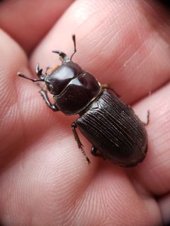 Dorcus parallelus by (c) Andy Deans, some rights reserved (CC BY), uploaded by Andy Deans. Used under a CC-BY license.