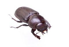 Dorcus parallelus by (c) Matthew Lindsey, some rights reserved (CC BY), uploaded by Matthew Lindsey. Used under a CC-BY license.