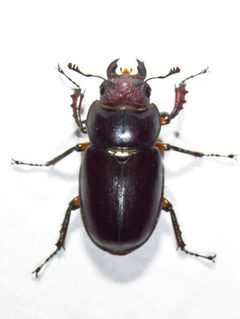 Lucanus capreolus by (c) David Dodd, some rights reserved (CC BY), uploaded by David Dodd. Used under a CC-BY license.