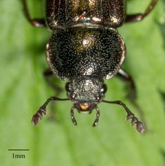 Platyceroides aeneus by no rights reserved, uploaded by Jesse Rorabaugh. Used under a CC0 license.