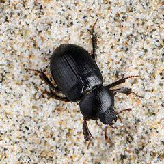 Platyceroides keeni by (c) Koji Shiraiwa, some rights reserved (CC BY), uploaded by Koji Shiraiwa. Used under a CC-BY license.