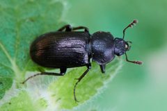 Platyceroides thoracicus by (c) Ken-ichi Ueda, some rights reserved (CC BY), uploaded by Ken-ichi Ueda. Used under a CC-BY license.