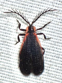 Caenia amplicornis by (c) Sue Carnahan, some rights reserved (CC BY), uploaded by Sue Carnahan. Used under a CC-BY license.