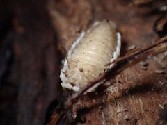 Caenia dimidiata by (c) W Rao, some rights reserved (CC BY), uploaded by W Rao. Used under a CC-BY license.