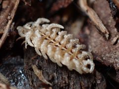 Caenia dimidiata by (c) W Rao, some rights reserved (CC BY), uploaded by W Rao. Used under a CC-BY license.