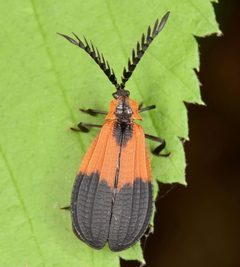 Caenia dimidiata by (c) skitterbug, some rights reserved (CC BY), uploaded by skitterbug. Used under a CC-BY license.
