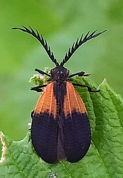 Caenia dimidiata by (c) Jason Hill, some rights reserved (CC BY), uploaded by Jason Hill. Used under a CC-BY license.