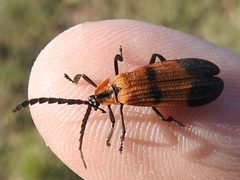 Calopteron reticulatum by (c) Sam Kieschnick, some rights reserved (CC BY), uploaded by Sam Kieschnick. Used under a CC-BY license.