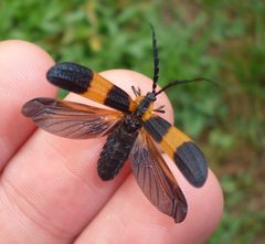 Calopteron reticulatum by (c) Even Dankowicz, some rights reserved (CC BY), uploaded by Even Dankowicz. Used under a CC-BY license.