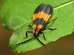 Calopteron reticulatum by (c) Katja Schulz, some rights reserved (CC BY). Used under a CC-BY license.