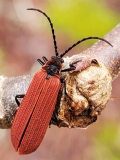 Dictyoptera coccinata by (c) Will Kuhn, some rights reserved (CC BY), uploaded by Will Kuhn. Used under a CC-BY license.
