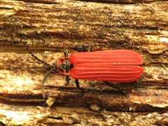 Dictyoptera coccinata by (c) Katja Schulz, some rights reserved (CC BY). Used under a CC-BY license.