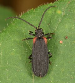 Greenarus thoracicus by (c) skitterbug, some rights reserved (CC BY), uploaded by skitterbug. Used under a CC-BY license.