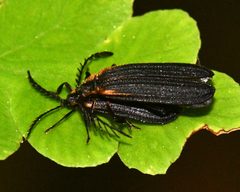 Leptoceletes by (c) Roger Rittmaster, some rights reserved (CC BY), uploaded by Roger Rittmaster. Used under a CC-BY license.