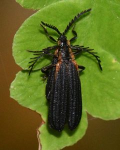 Leptoceletes by (c) Roger Rittmaster, some rights reserved (CC BY), uploaded by Roger Rittmaster. Used under a CC-BY license.