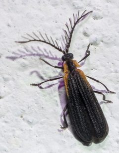 Leptoceletes by no rights reserved, uploaded by Mirko Schoenitz. Used under a CC0 license.