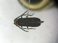 Lopheros crenatus by no rights reserved, uploaded by Nick Bédard. Used under a CC0 license.