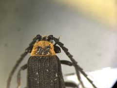 Lopheros crenatus by no rights reserved, uploaded by Nick Bédard. Used under a CC0 license.